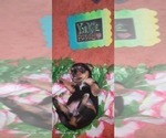 Small Photo #145 Yorkshire Terrier Puppy For Sale in AKRON, OH, USA