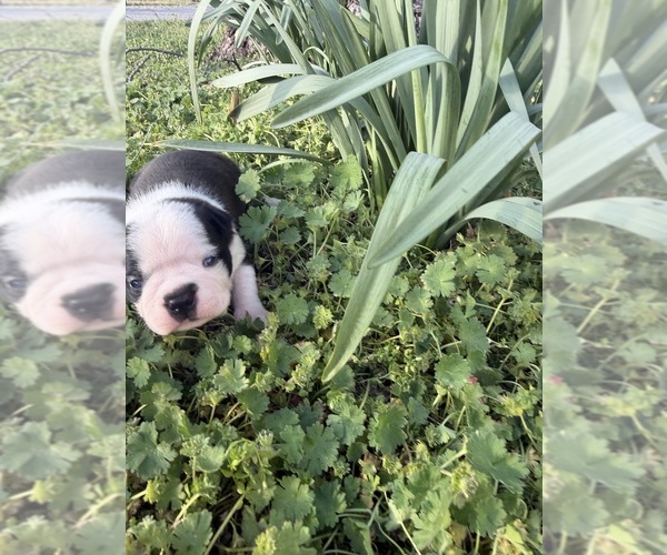 Medium Photo #3 Boston Terrier Puppy For Sale in FREDONIA, KS, USA