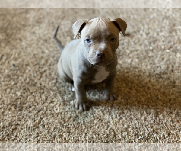 Medium Photo #6 American Pit Bull Terrier Puppy For Sale in OVERLAND, KS, USA