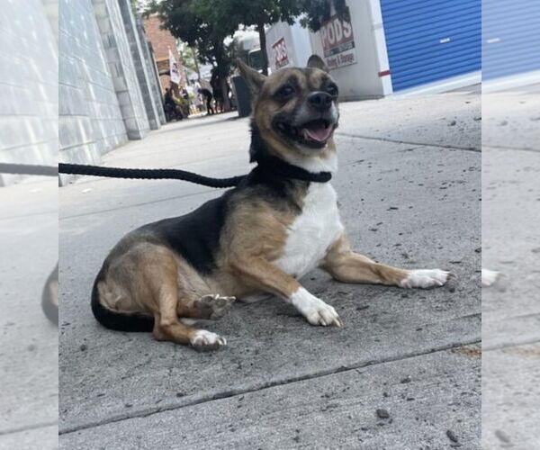 Medium Photo #8 Chihuahua-Unknown Mix Puppy For Sale in Chester, NJ, USA