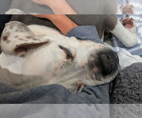 Medium Photo #4 Mutt Puppy For Sale in Salt Lake City, UT, USA