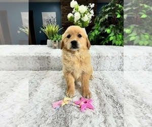 Medium Golden Retriever