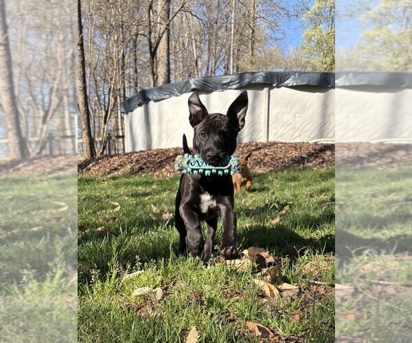 Medium Photo #7 Redbone Coonhound-Unknown Mix Puppy For Sale in Mooresville, NC, USA