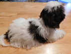 Small Photo #7 Shih Tzu Puppy For Sale in ENKA, NC, USA