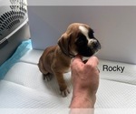 Puppy Rocky Boxer