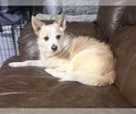 Small #1 Feist Terrier-Papillon Mix