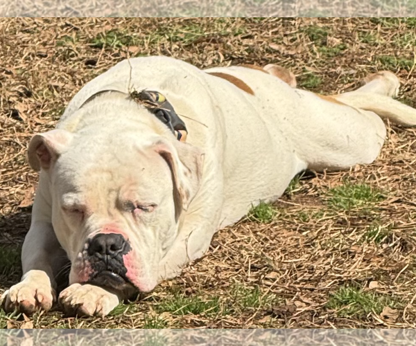 Medium Photo #4 American Bulldog-Unknown Mix Puppy For Sale in Decatur, GA, USA