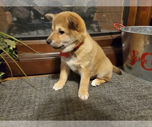 Shiba Inu Puppy for sale in BATES, AR, USA