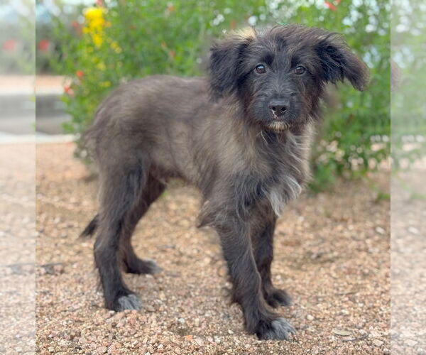 Medium Photo #2 Mutt Puppy For Sale in PIPE CREEK, TX, USA