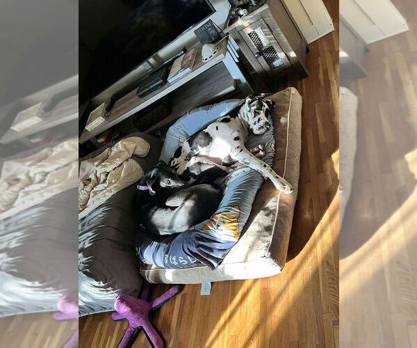 Medium Photo #4 Great Dane Puppy For Sale in Bullard, TX, USA