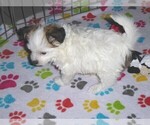 Small Photo #3 Papitese Puppy For Sale in ORO VALLEY, AZ, USA