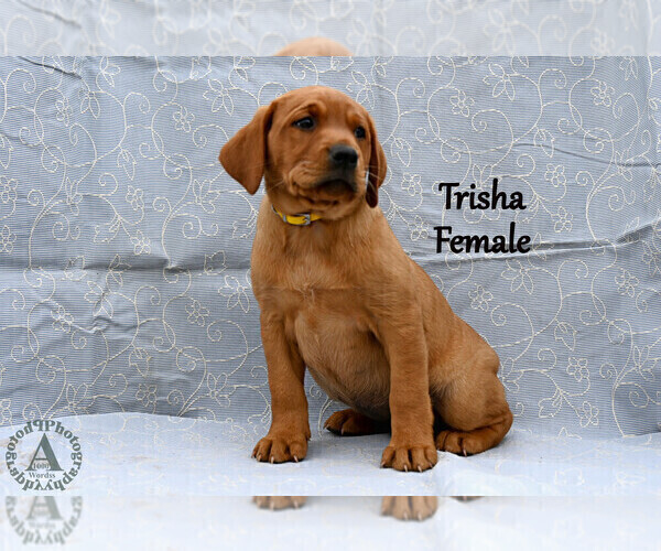 Medium Photo #26 Labrador Retriever Puppy For Sale in DAYTON, VA, USA