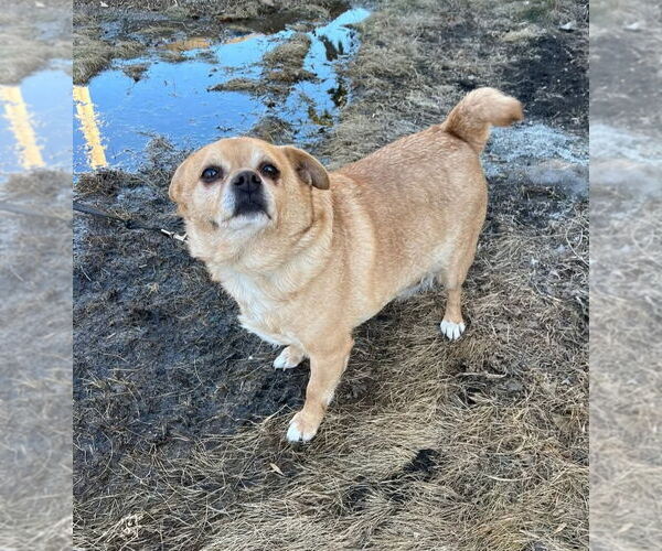 Medium Photo #4 Chihuahua-Unknown Mix Puppy For Sale in Buffalo, MN, USA