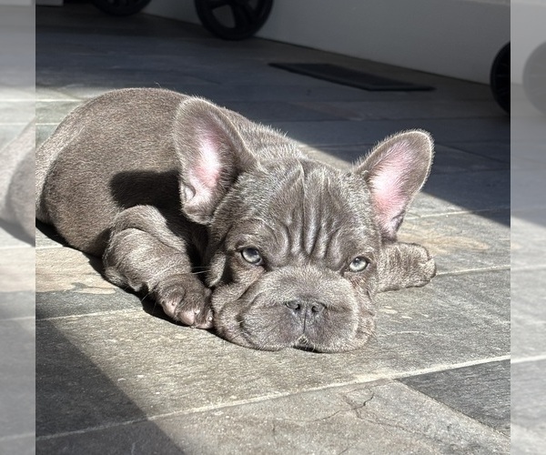 Medium Photo #2 French Bulldog Puppy For Sale in FRANKLIN, IN, USA
