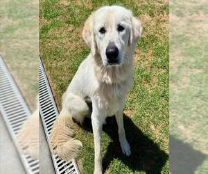 Great Pyrenees Dogs for adoption in Camarillo, CA, USA