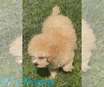 Small #1 Poodle (Toy)