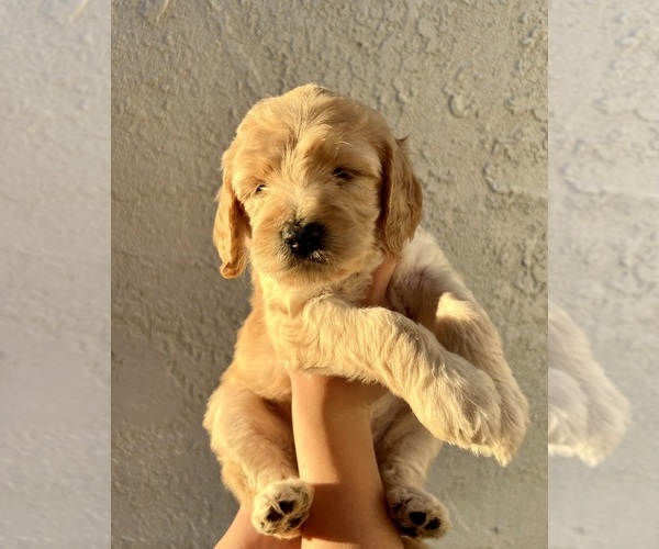 Medium Photo #11 Goldendoodle Puppy For Sale in SAN FRANCISCO, CA, USA
