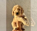 Small Photo #11 Goldendoodle Puppy For Sale in SAN FRANCISCO, CA, USA