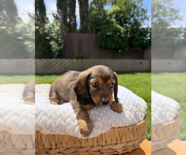 Medium Photo #29 Dachshund Puppy For Sale in NORTH HIGHLANDS, CA, USA