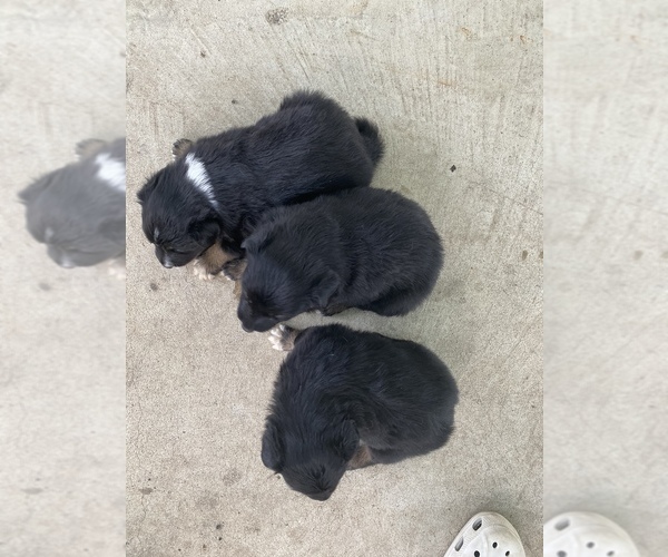 Medium Photo #1 Border-Aussie Puppy For Sale in ARGOS, IN, USA