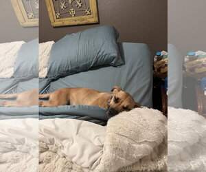 Peanut - Female Boxer-Unknown Mix Dog for Adoption - Photo #3