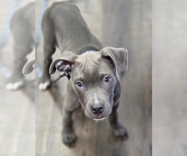 Medium Photo #2 Mutt Puppy For Sale in Clarkston, MI, USA