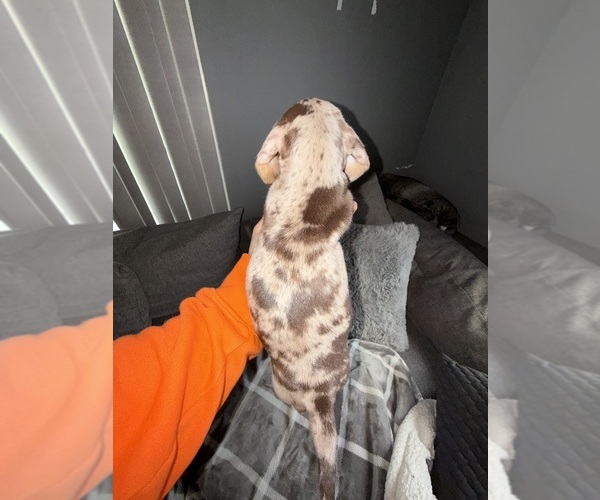 Medium Photo #17 Dachshund Puppy For Sale in JOHNSTON, RI, USA