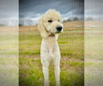 Small #1 Goldendoodle