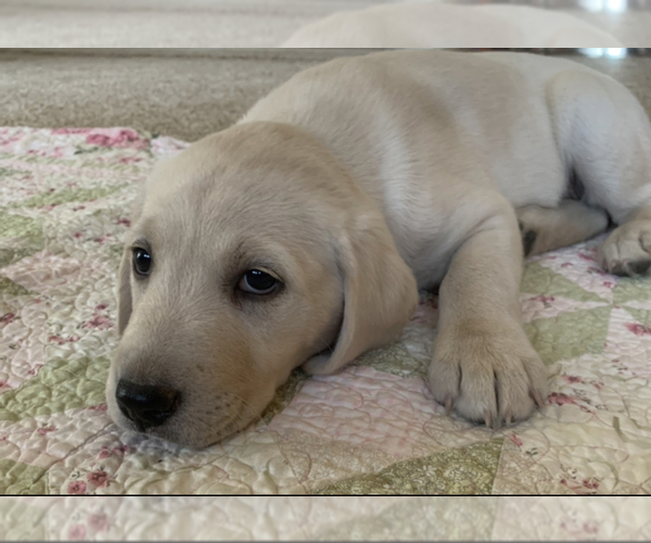 Medium Photo #4 Labrador Retriever Puppy For Sale in SHERIDAN, WY, USA