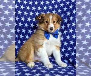 Shetland Sheepdog Puppy for sale in CHRISTIANA, PA, USA