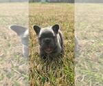 Puppy Bailey French Bulldog