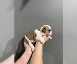 Small Photo #41 English Bulldog Puppy For Sale in EVEREST, KS, USA