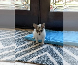 Papillon Puppy for sale in CREOLA, AL, USA