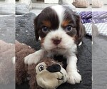 Puppy Puppy 2 Male Cavalier King Charles Spaniel