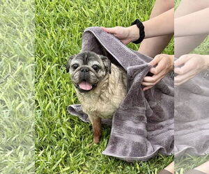 Pug Dogs for adoption in Dumont, NJ, USA
