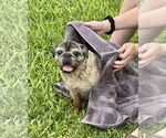 Small Pug