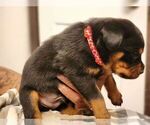 Small Photo #3 Rottweiler Puppy For Sale in PHILADELPHIA, PA, USA