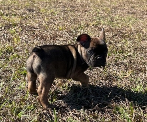Medium Photo #2 French Bulldog Puppy For Sale in MAYO, FL, USA