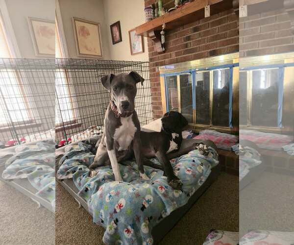 Medium Photo #12 Great Dane-Unknown Mix Puppy For Sale in Huntersville, NC, USA