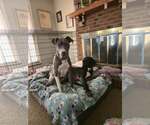 Small #11 Great Dane Mix