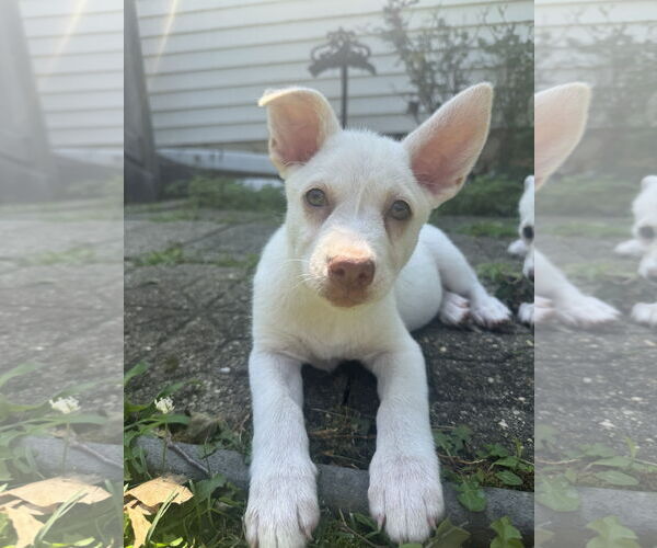 Medium Photo #2 Huskies -Unknown Mix Puppy For Sale in Jackson Township, NJ, USA