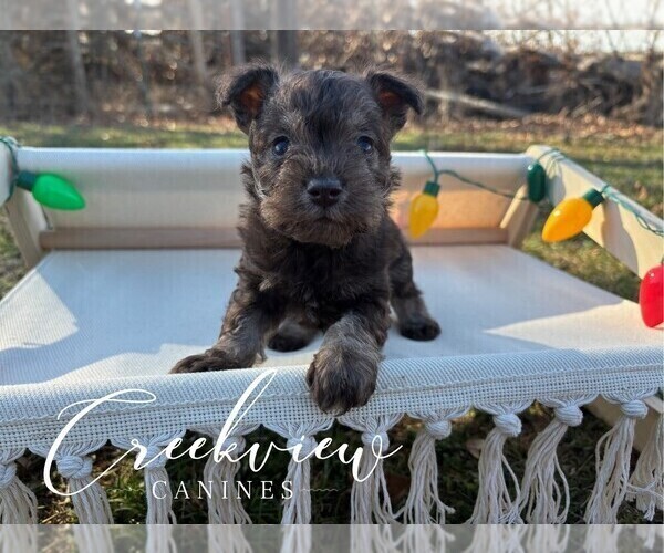 Medium Photo #2 Schnauzer (Miniature) Puppy For Sale in NIANGUA, MO, USA
