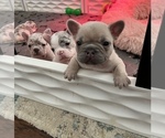 Small Photo #12 French Bulldog Puppy For Sale in PLANO, TX, USA