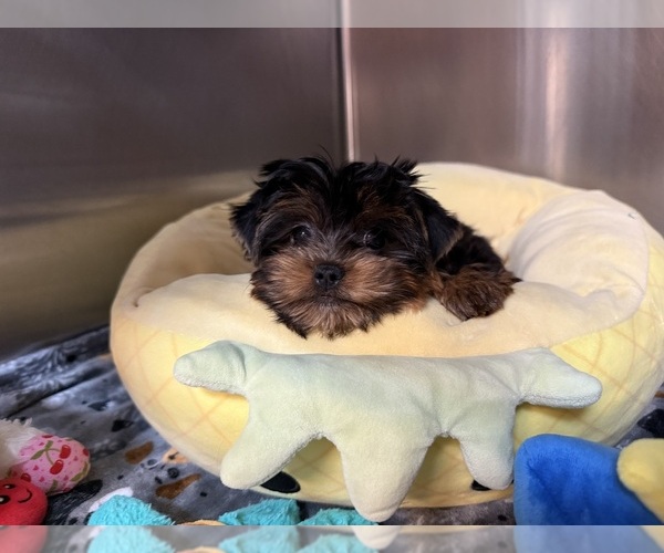 Medium Photo #4 Yorkshire Terrier Puppy For Sale in VALRICO, FL, USA
