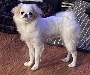 Japanese Chin Puppy for sale in KING WILLIAM, VA, USA