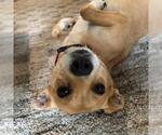 Small #1 Chihuahua Mix