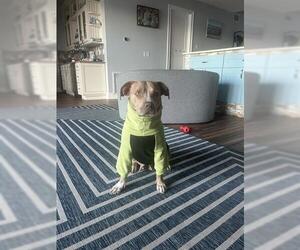 Mutt Dogs for adoption in Orlando, FL, USA