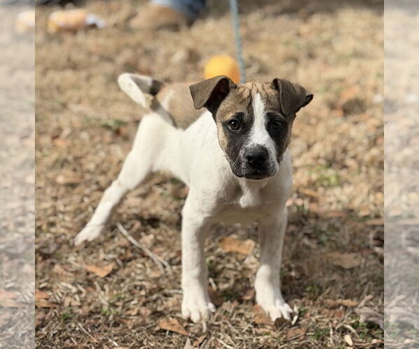 Medium Photo #4 Saint Bernard-Unknown Mix Puppy For Sale in Yardley, PA, USA
