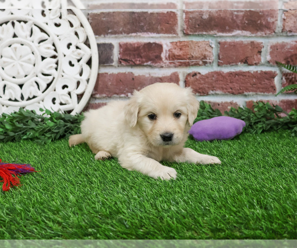 Medium Photo #4 English Cream Golden Retriever Puppy For Sale in SYRACUSE, IN, USA
