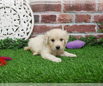 Small #3 English Cream Golden Retriever